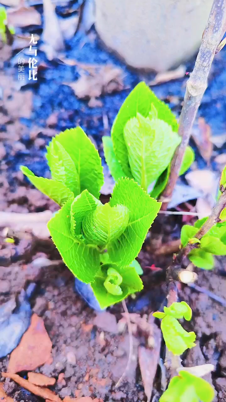 關(guān)于小草的奇妙世界，探索最新地址的無限可能