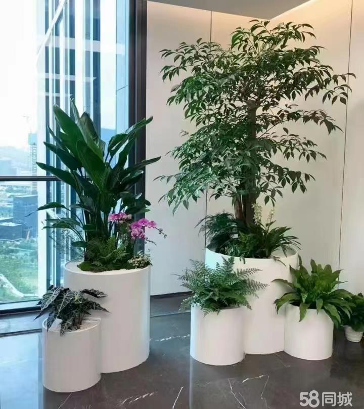 最新招聘，室內植物養(yǎng)護專家