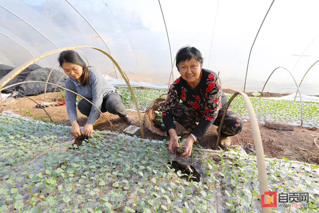 最新款西瓜栽苗機，科技助力農(nóng)業(yè)高效種植